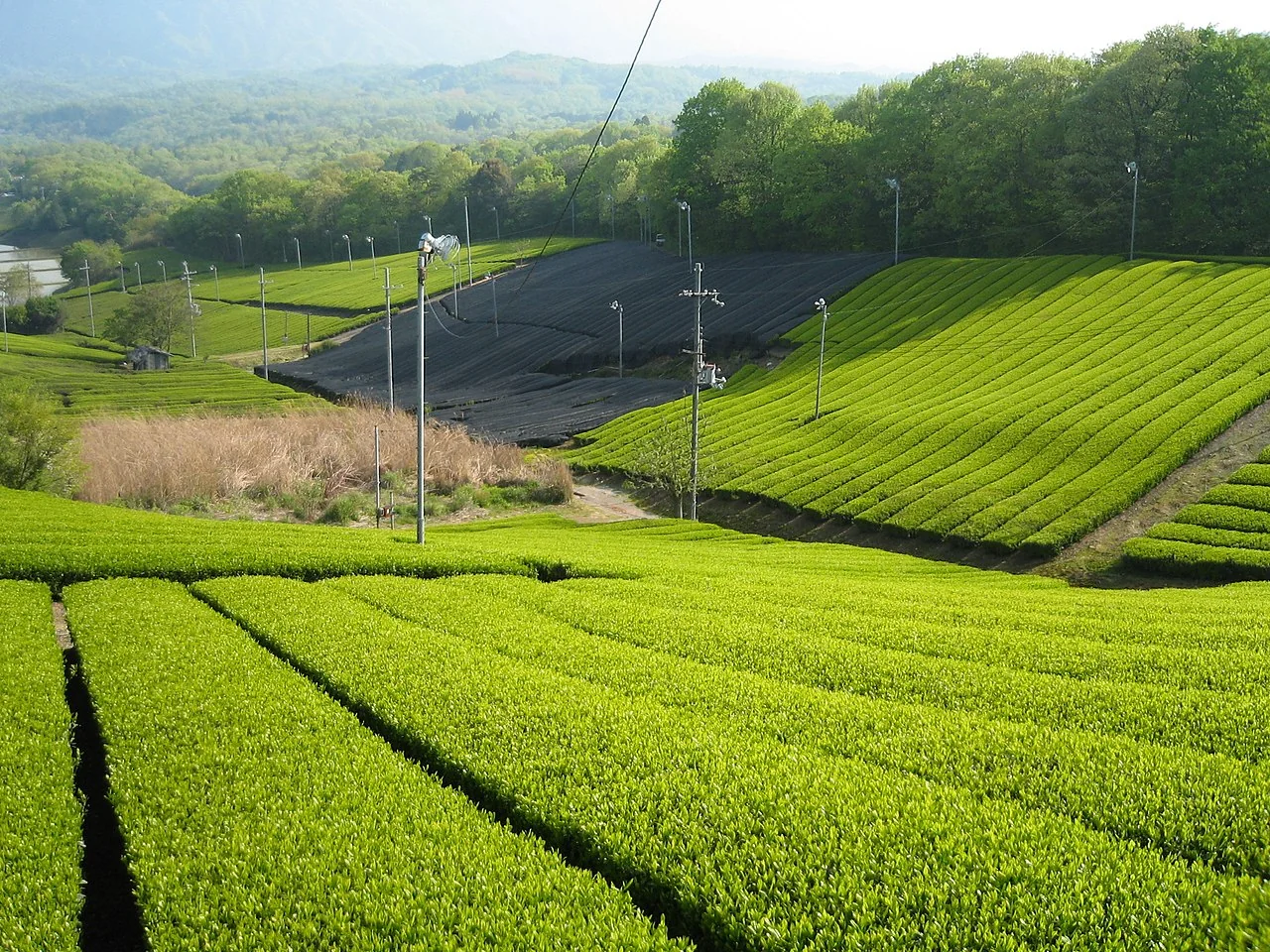 京都府南部に広がる実際の茶畑