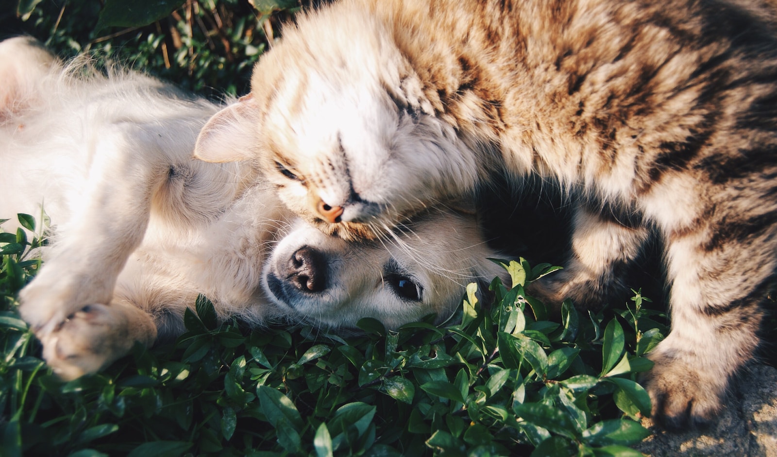 屋外で寄り添う犬と猫
